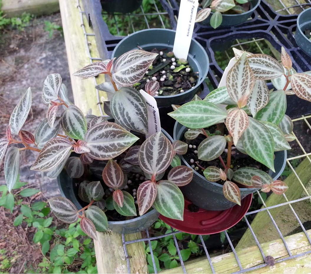 Amazon.com : Silver and Red Peperomia trinervis - 2.5