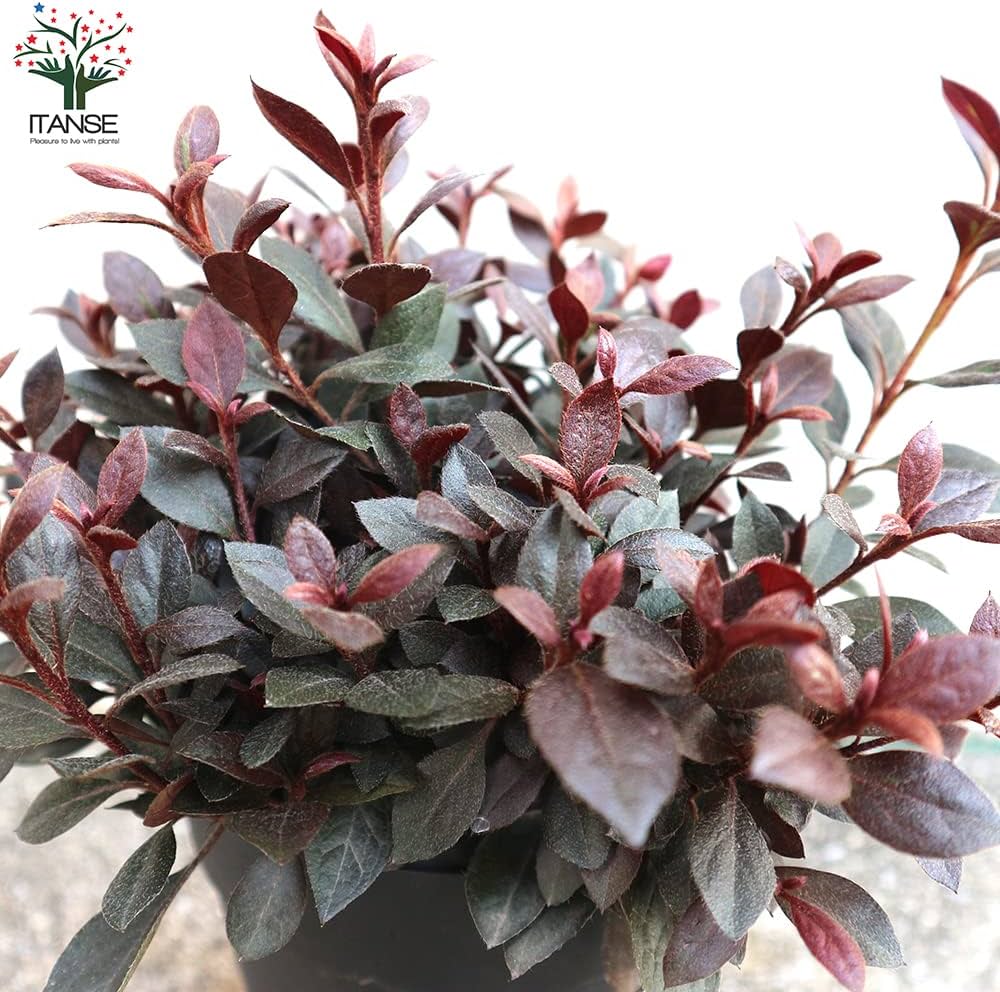 Amazon.co.jp: 赤葉ツツジ カッパーエバー 5号【品種で選べる花木苗/1