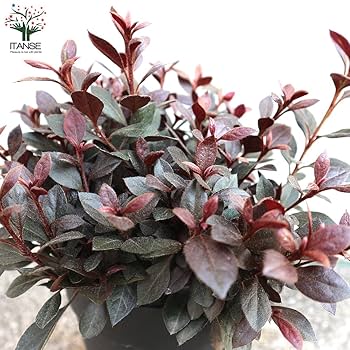 ペッパーペッパー　イロハモミジ Amazon | TWINBIRD(ツインバード) フードプロセッサー