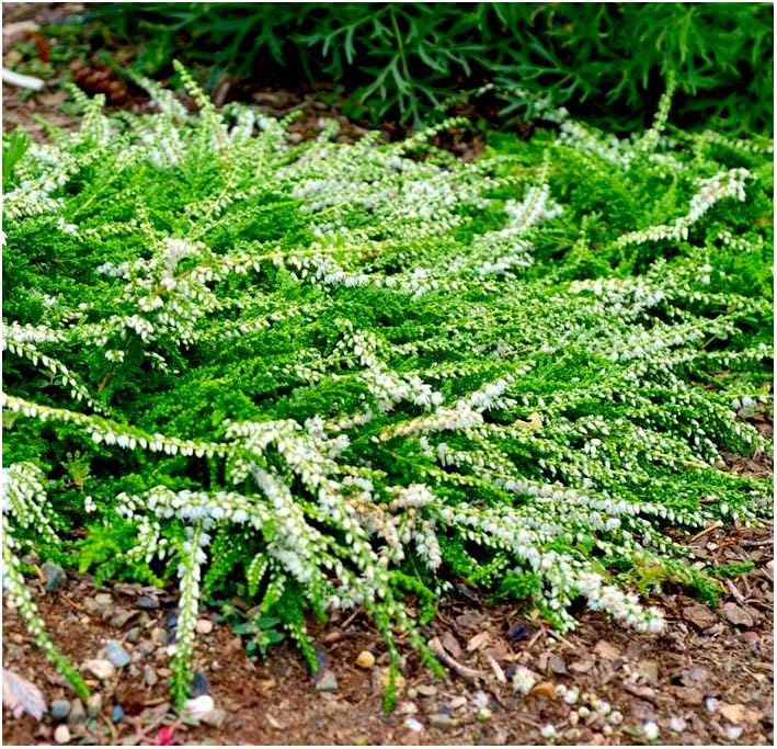 GrowOn Shrubs [x4] Scottish Heather Calluna Vulgaris 'White Lawn' | Multi-Pack | Evergreen Shrubs | Outdoor Garden Ready Plants | Summer and Autumn Flowering | White Flowers