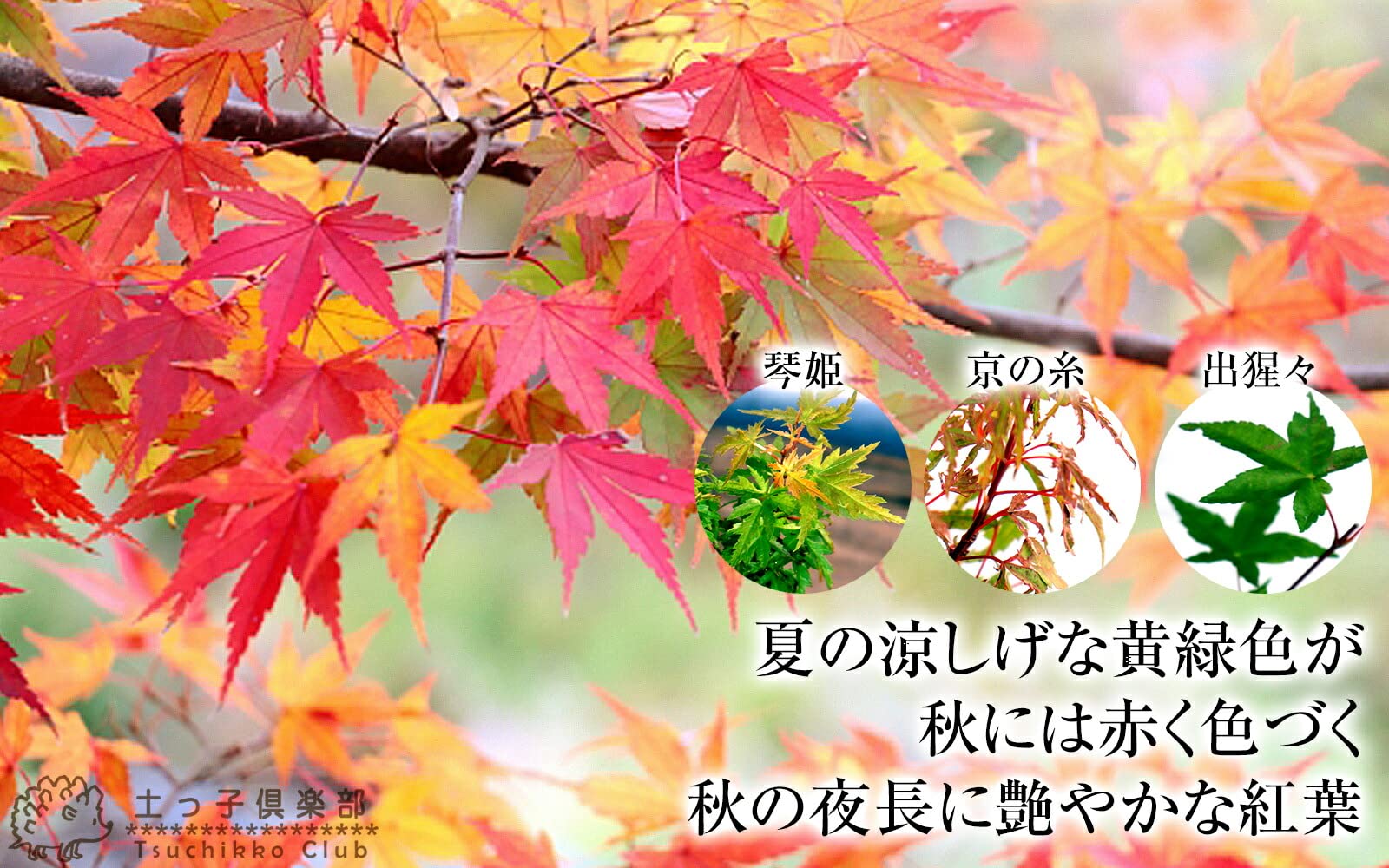 モミジです。 Amazon.co.jp: モミジ 紅葉 9cmポット 接木苗 もみじ (京の糸