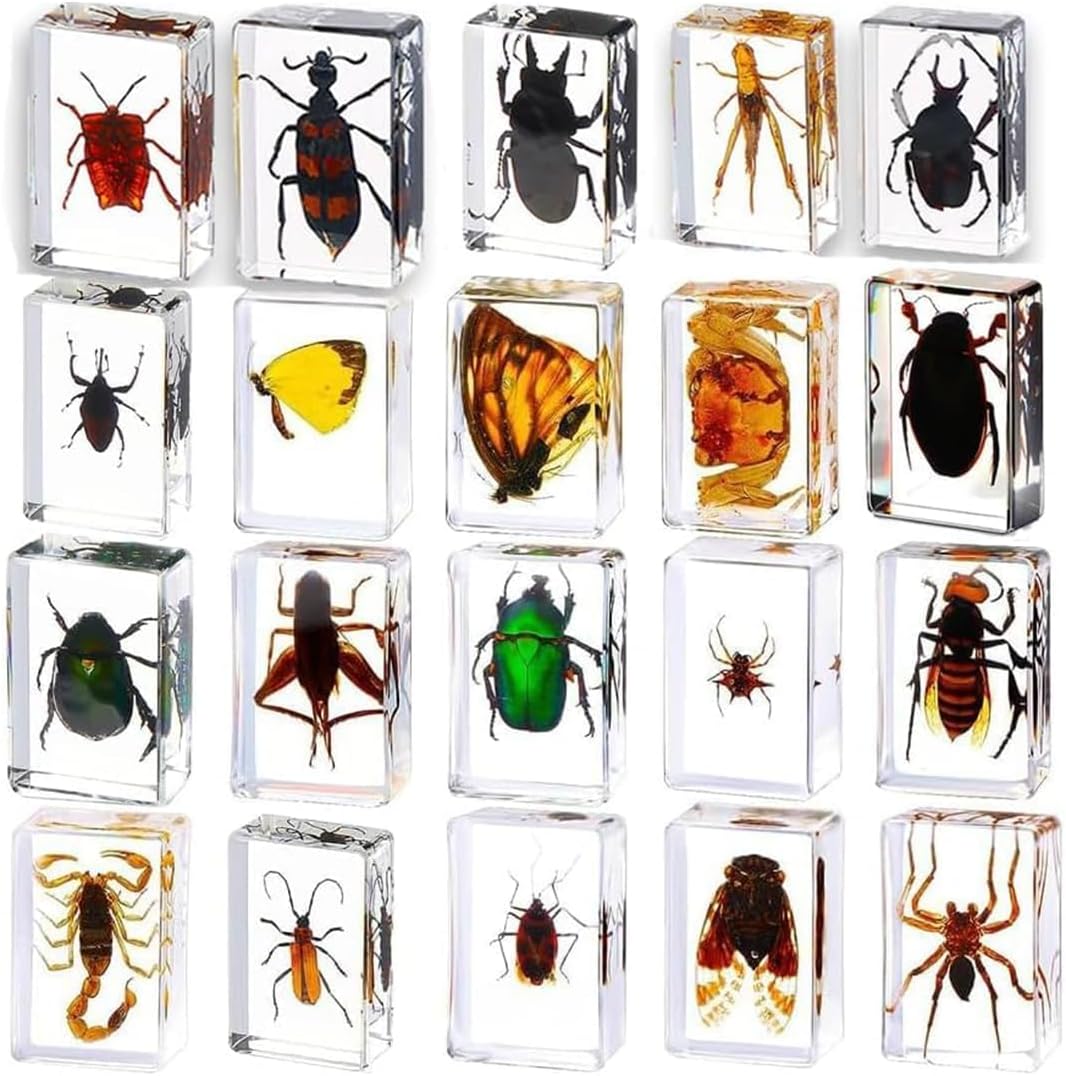 20 Pcs Insect Specimen Resin Paperweights Collection for Kids, Desk ...