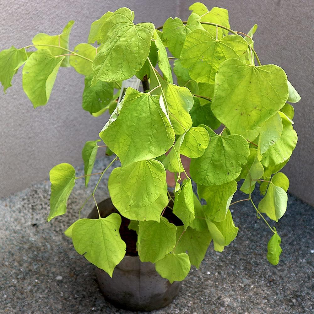 エバーフレッシュ 147cm 8号 S-shaped ヤシ の 木 鉢植え