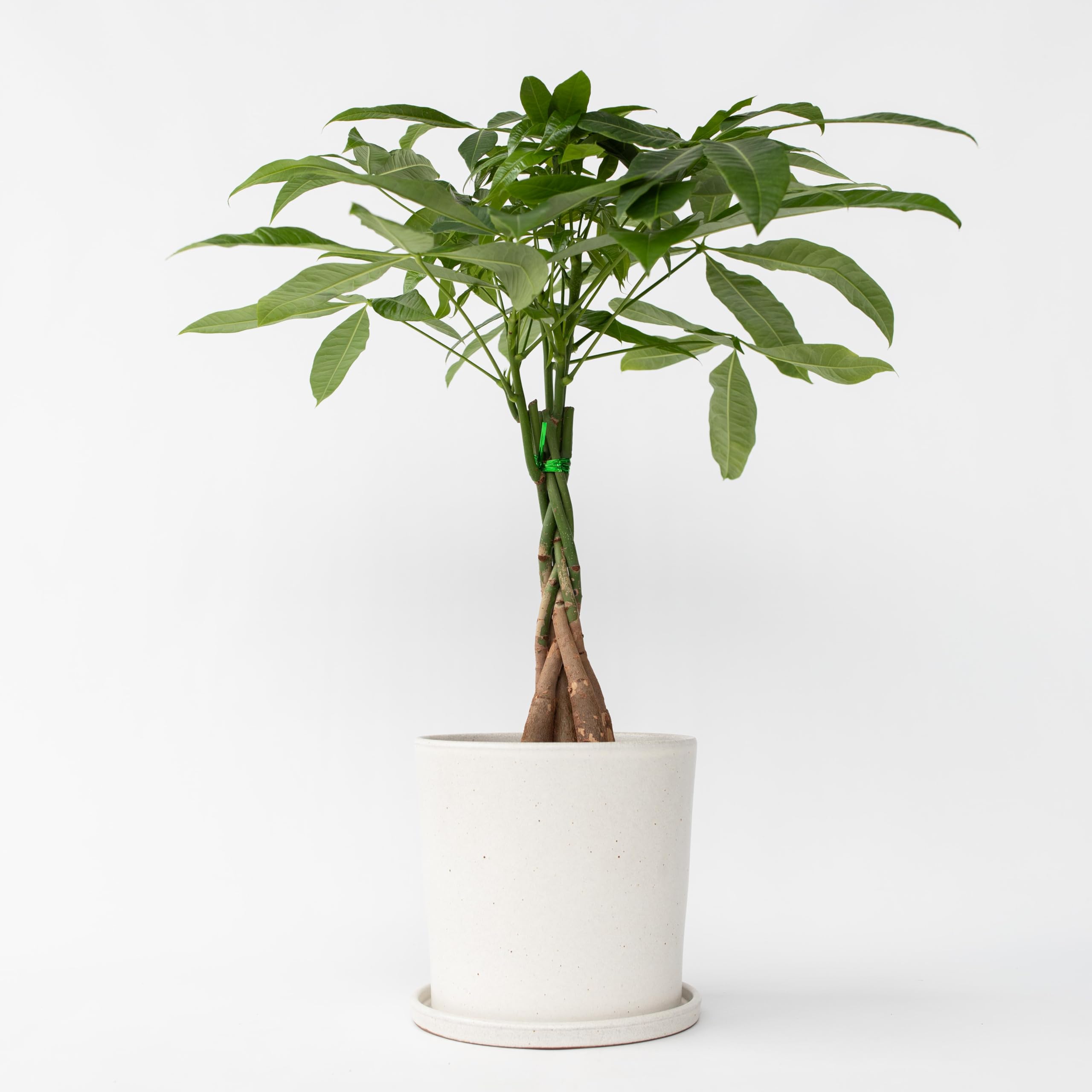 Plant in a Box - Pachira Auatica - Drzewko pieniędzy - Doniczka 17cm - Wysokość 60-70cm