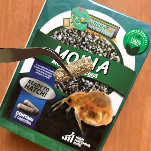 GreenWaterFarm Moina Macrocopa Eggs (Water Flea) Live Fish Food for Hatching and Culture Suitable for Feed Betta Fish
