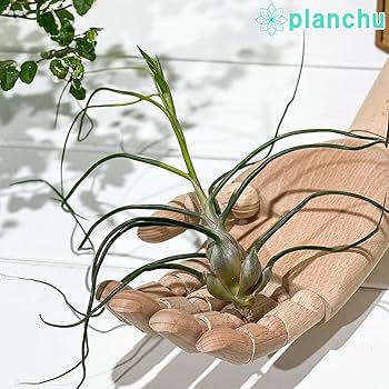 Amazon｜PLANCHU エアプランツ ティランジア ブルボーサ Lサイズ