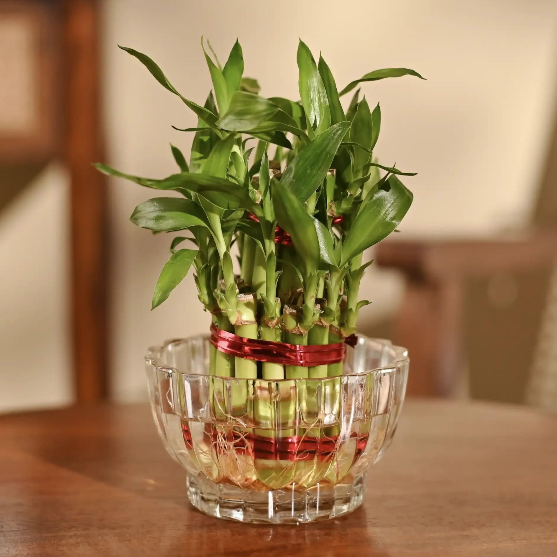 Ugaoo Lucky Bamboo 2 Layer Feng Shui Plant with Lotus Glass Bowl