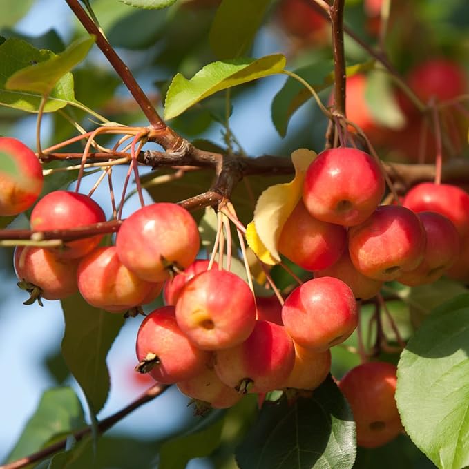 Sargent Crabapple Tree Live Plant 12 to 18 Inc Tall, Crab