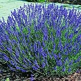 Clovers Garden English Lavender (Lavandula) Hidcote Blue Plants – Two (2) Live Plants – Non-GMO - Not Seeds - Each 4' to 8' Tall – in 4' Inch Pots - Compact Growth