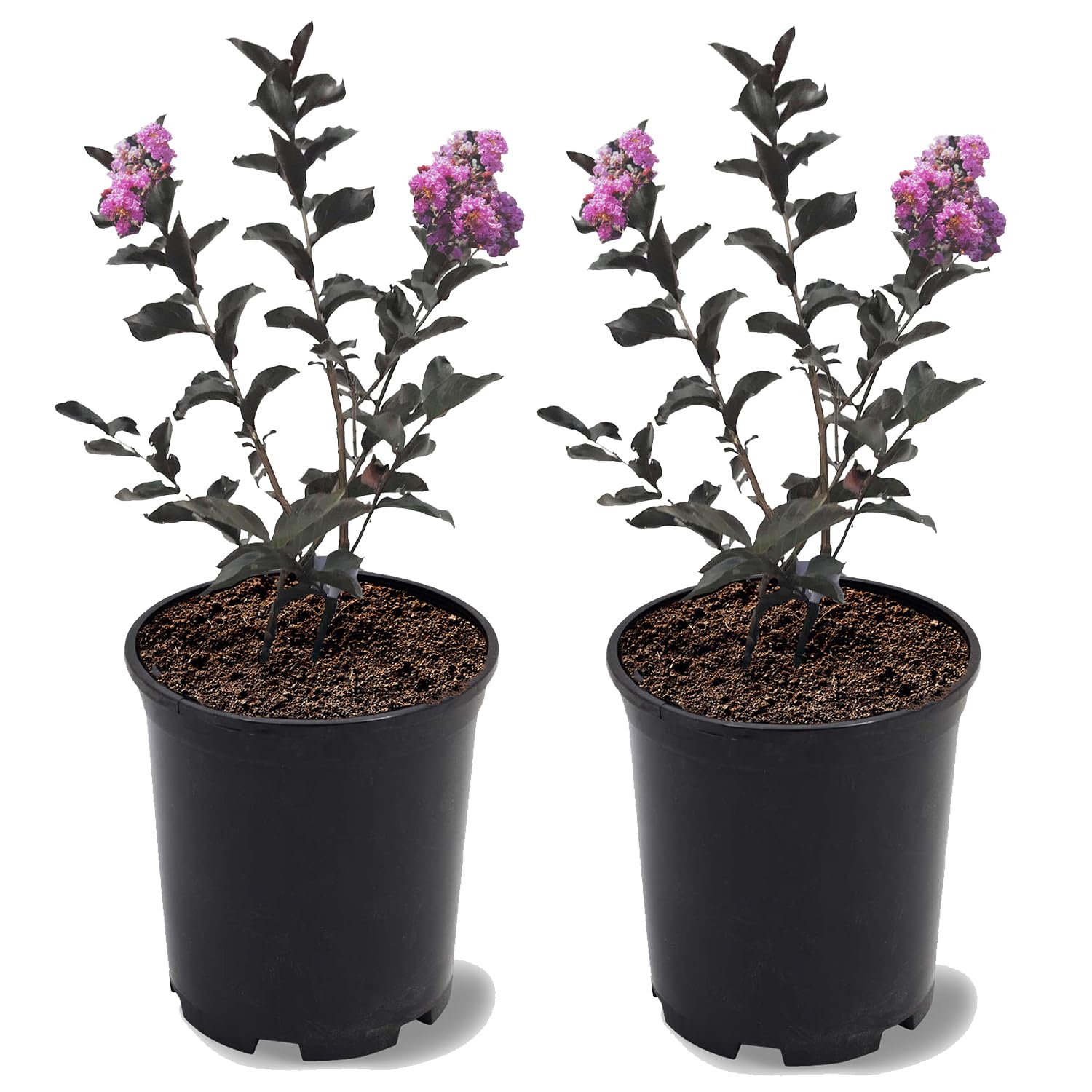 Purely Purple Black Diamond Crape Myrtle