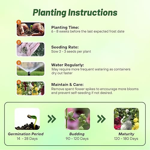 Miniatura 4 de Outsidepride Perenne Alcea rosea Berry Cheesecake Hollyhock Garden Flower Seeds - 50 Semillas