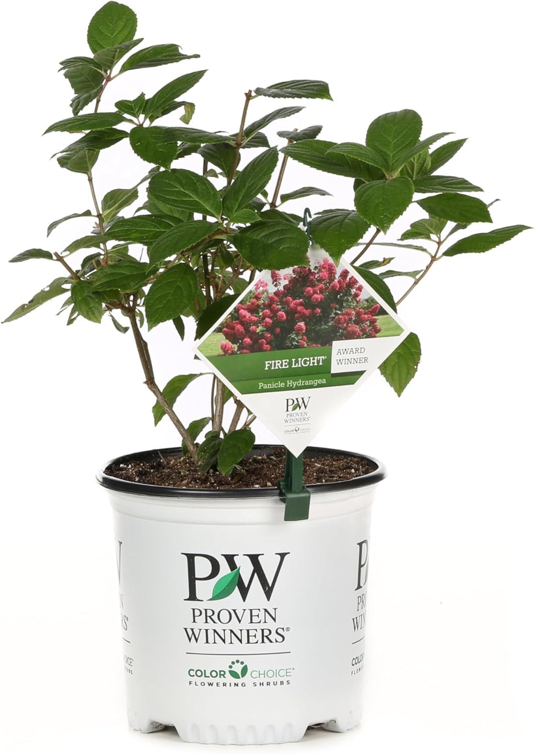 Proven Winners Fire Light Panicle Hydrangea (paniculata) Live Plant, 4.5" Qt, 4 Pack