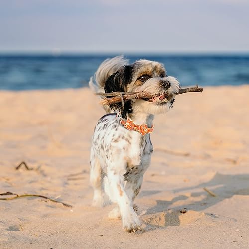 Miniatura 6 de Collares de perro personalizados con corbata de moño para perras, bonito collar de perro personalizado para hembras grabadas con nombre y número de