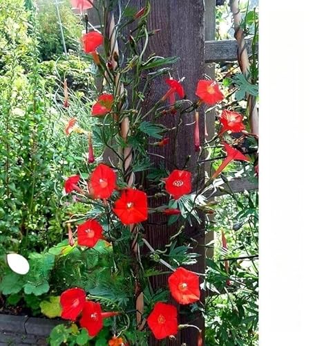 Morning Glory Mix Cypress Vine 55 Seeds + Plant tag + Freebie - Climbing Flower - Ipomoea Quamoclit
