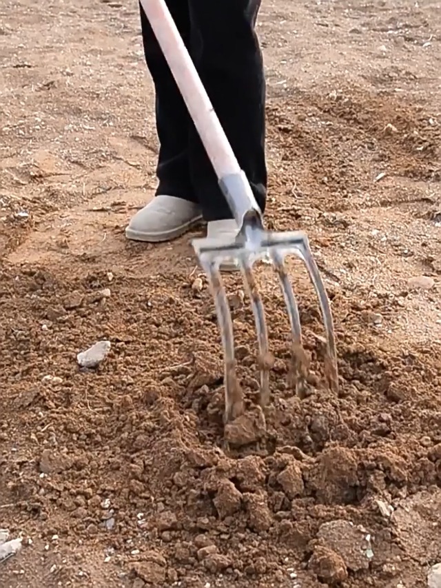 Eosnow Forca Da Scavo Acciaio Ad Alto Tenore Di Carbonio Forte Resistenza Prevenzione Della Corrosione Anti Rottura Vanga Da Giardino 5 Denti