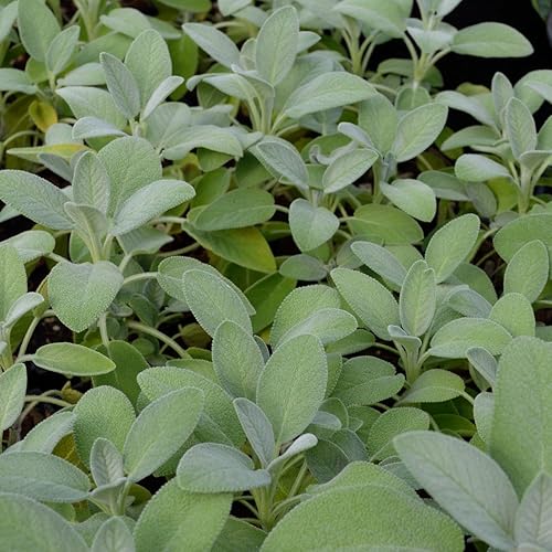 Miniatura 3 de Colección de plantas de hierbas de jardín, 3 plantas vivas en macetas de cuarto de galón, salvia, orégano, kit de hierbas frescas de romero