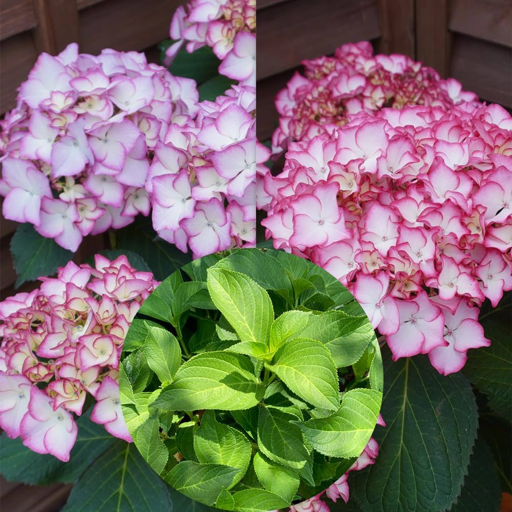 Amazon.co.jp: ポメロ苗木5号鉢 あじさい苗 アジサイ 紫陽花 花鉢植え