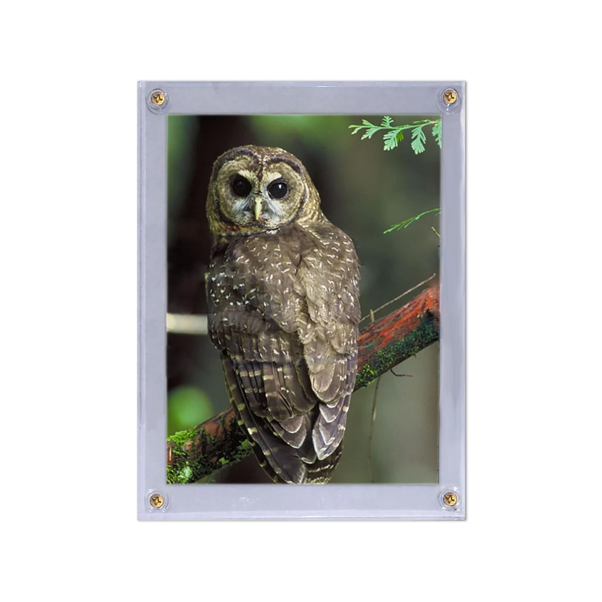 BCW 5x7 Photo Screwdown Holder with Brass Screws | Crystal Clear PVC | Display for Collectible Photographs, Postcards, and Prints | Two-Piece Design Picture Protector - 2 ct