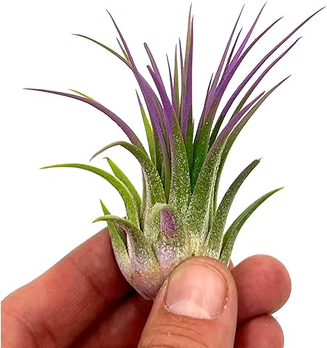 Miniatura 2 de Plantas de aire ragnaroc - Tillandsia Ionantha, regular de 2-3" - 1 unidad - Color mejorado orgánicamente - Llegada viva garantizada - Plantas de