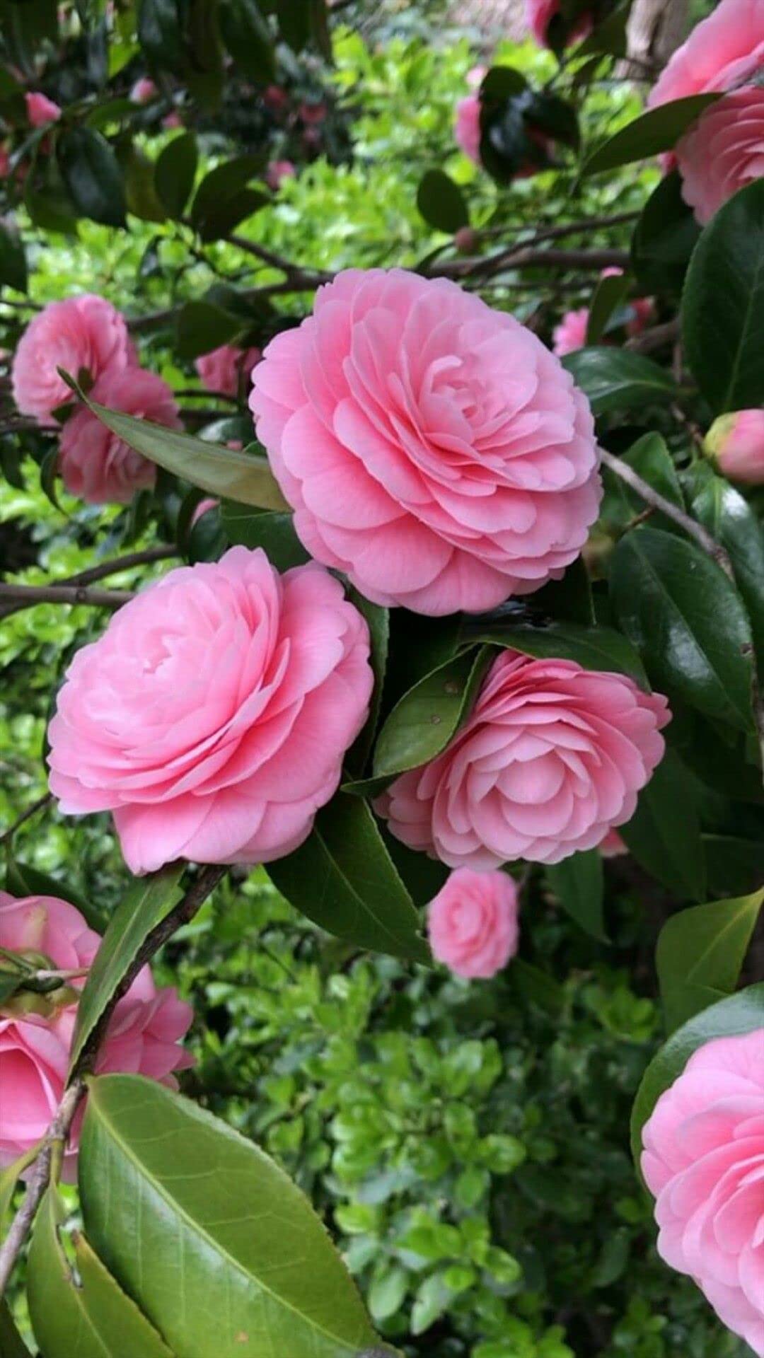 GREENERY NURSERY ORIGINAL CAMELIA FLOWER PLANT (WITH POT) (B0BWTD2CM1) Amazon Price History, Amazon Price Tracker