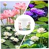 Aquatic Plant Fertilizer 200g Aquarium Plant Fertilizer Effective Growth Lotus Foods Lotus Nutrients for Bowl Lotus Water Lily Lotus Lotus Foods Lotus Nutrients Aquarium Plant Food Aquarium Plant Fert