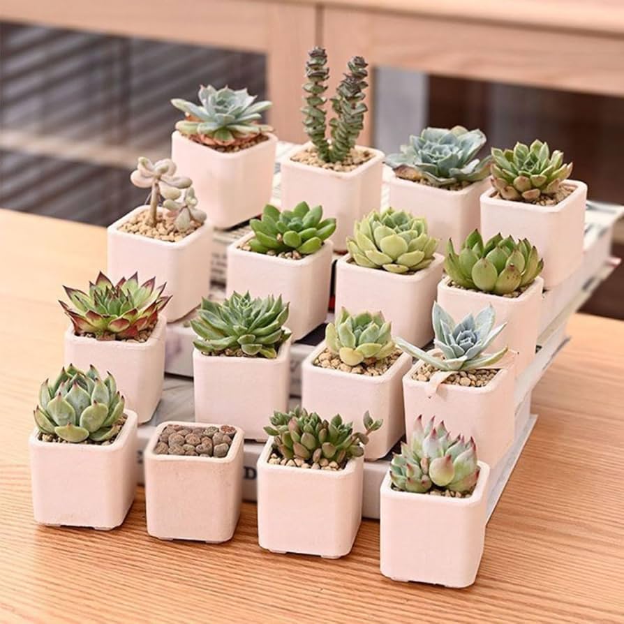 Amazon.co.jp: 観葉植物 植木鉢 16個セット 小型植木鉢 おしゃれ