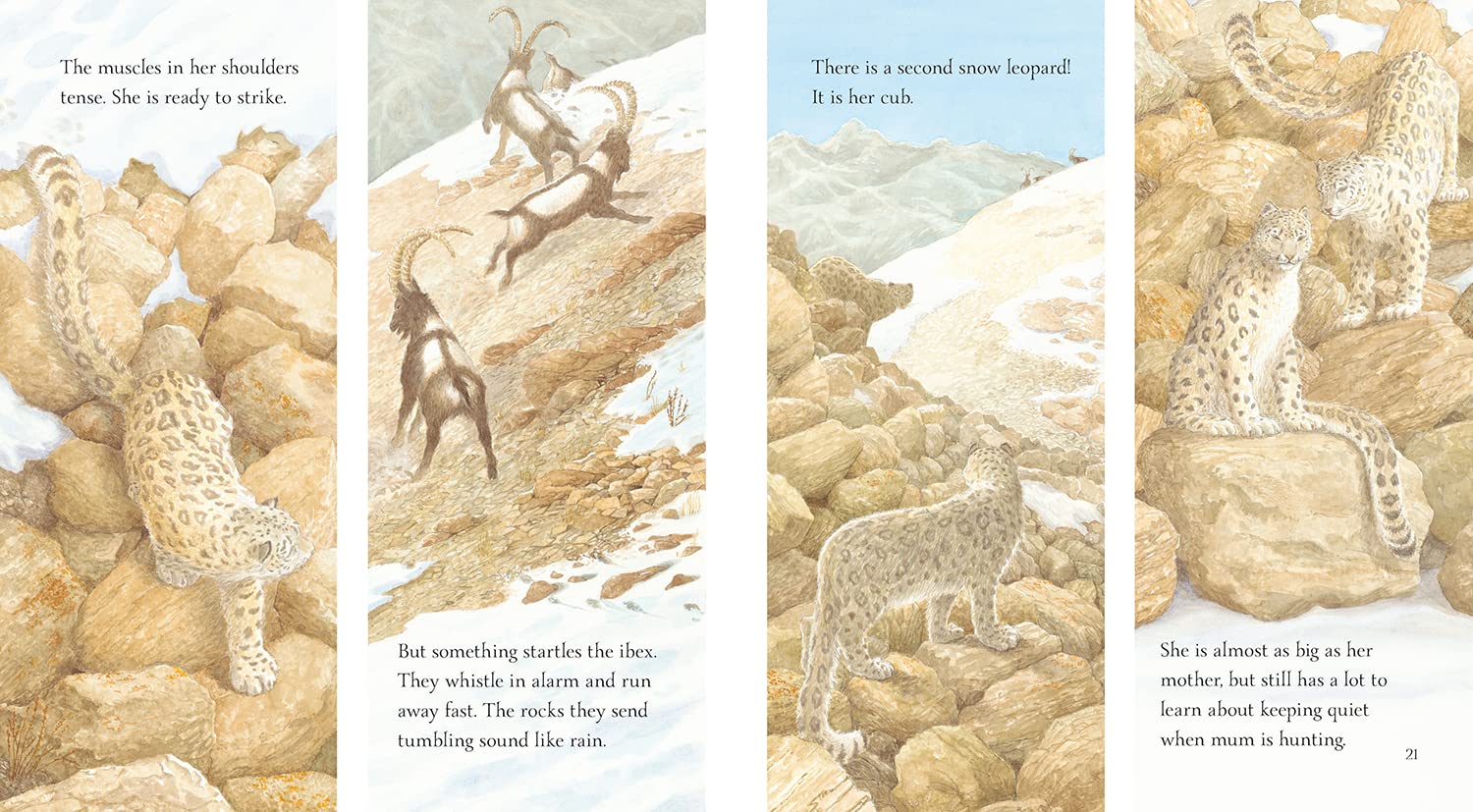 Snow Leopard: Ghost of the Mountains