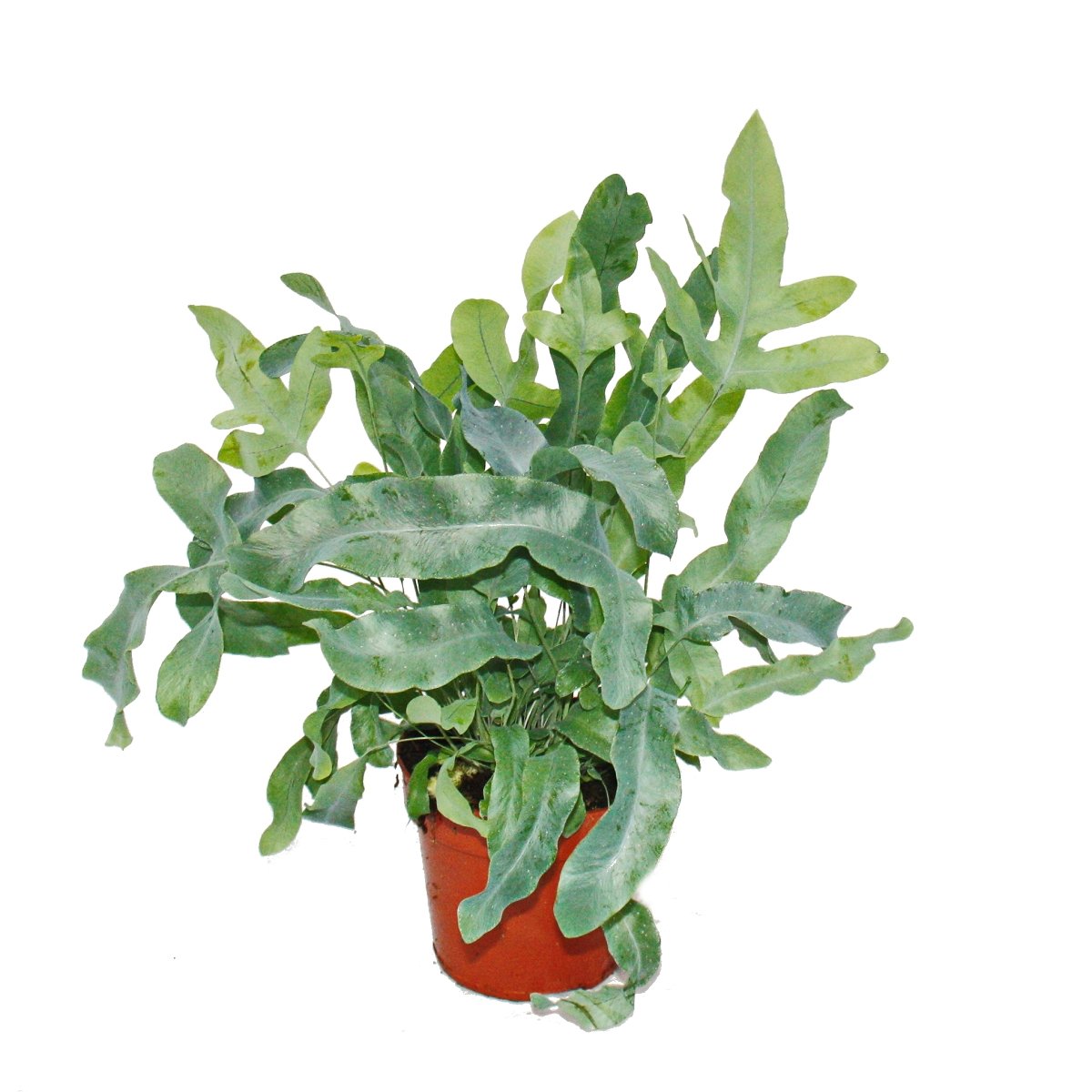 kaktus zu hause Loxanthocereus hoffmannii SAMEN