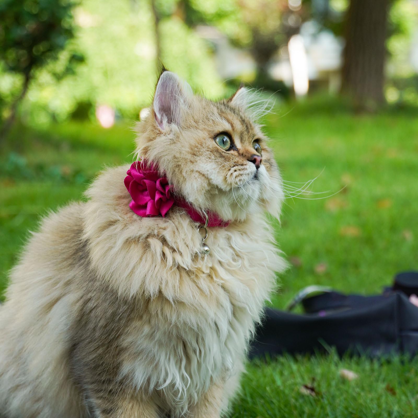 azuza Paquete de 2 collares de gato florales con campana y pajarita de flores extraíbles, tela de terciopelo ajustable, collar de gato para mascotas, fiesta de vacaciones y decoración diaria, rosa