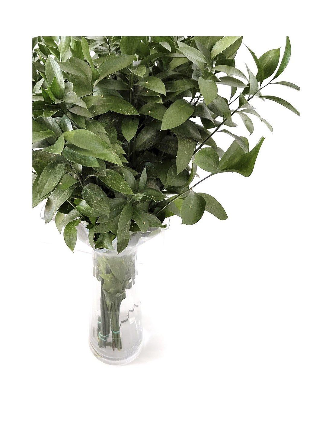 JARDIN202 - Ruscus | Flor Natural | Ramo de 50 tallos | Verde | 80cm de alto