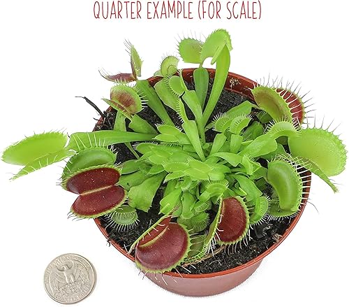 Miniatura 4 de Altman Plants, Plantas vivas Venus atrapamoscas vivas (3PK), planta viva Venus trampa para moscas viva en suelo Venus trampa para moscas, plantas de