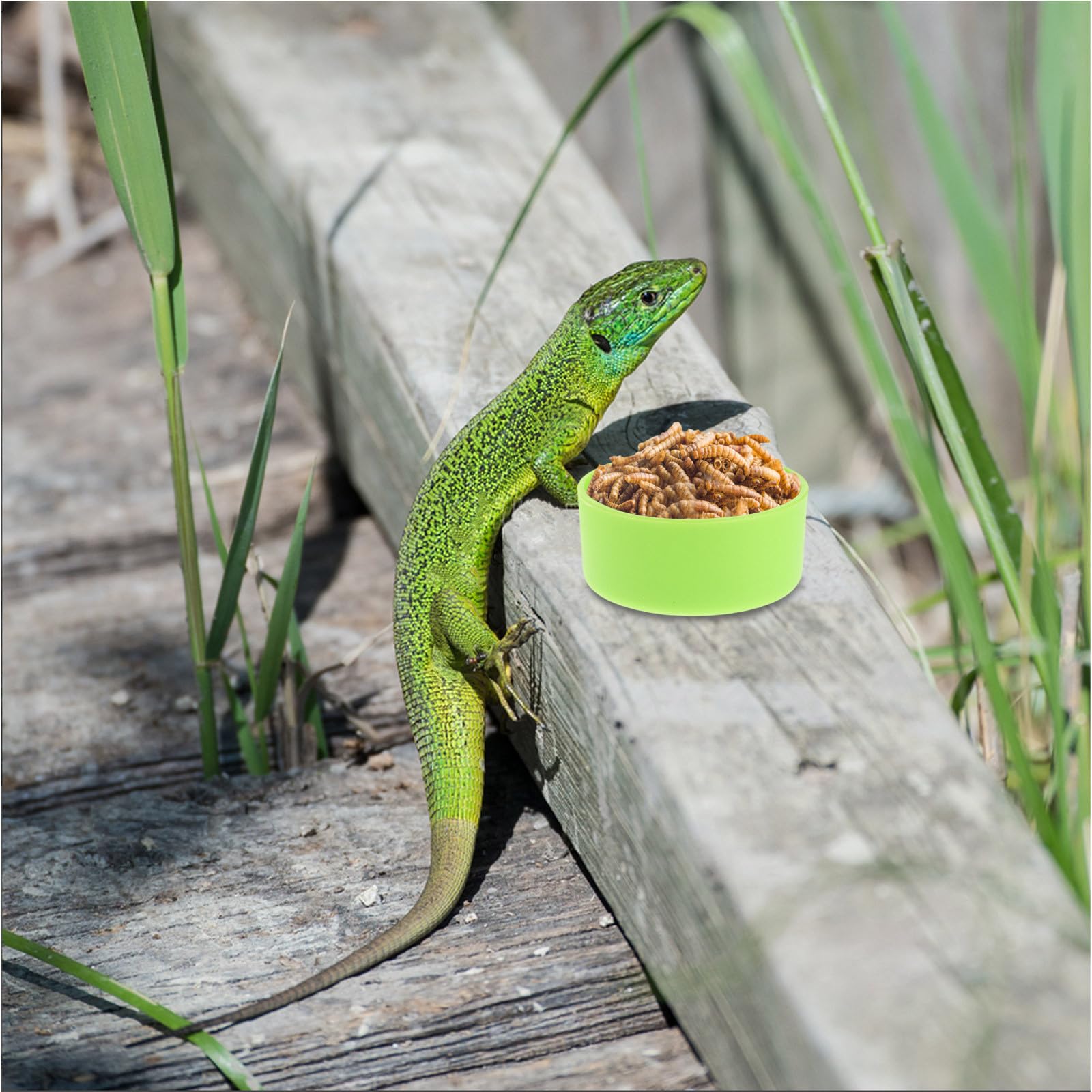 Gatuida 30 Pezzi di Cibo e Acqua per rettili per terrario o Acquario per rettili - Ciotola Verde per Drago Barbuto, Lucertola, Geco, Camaleonte, paguro, tarantola, Serpente, Ragno, Rana