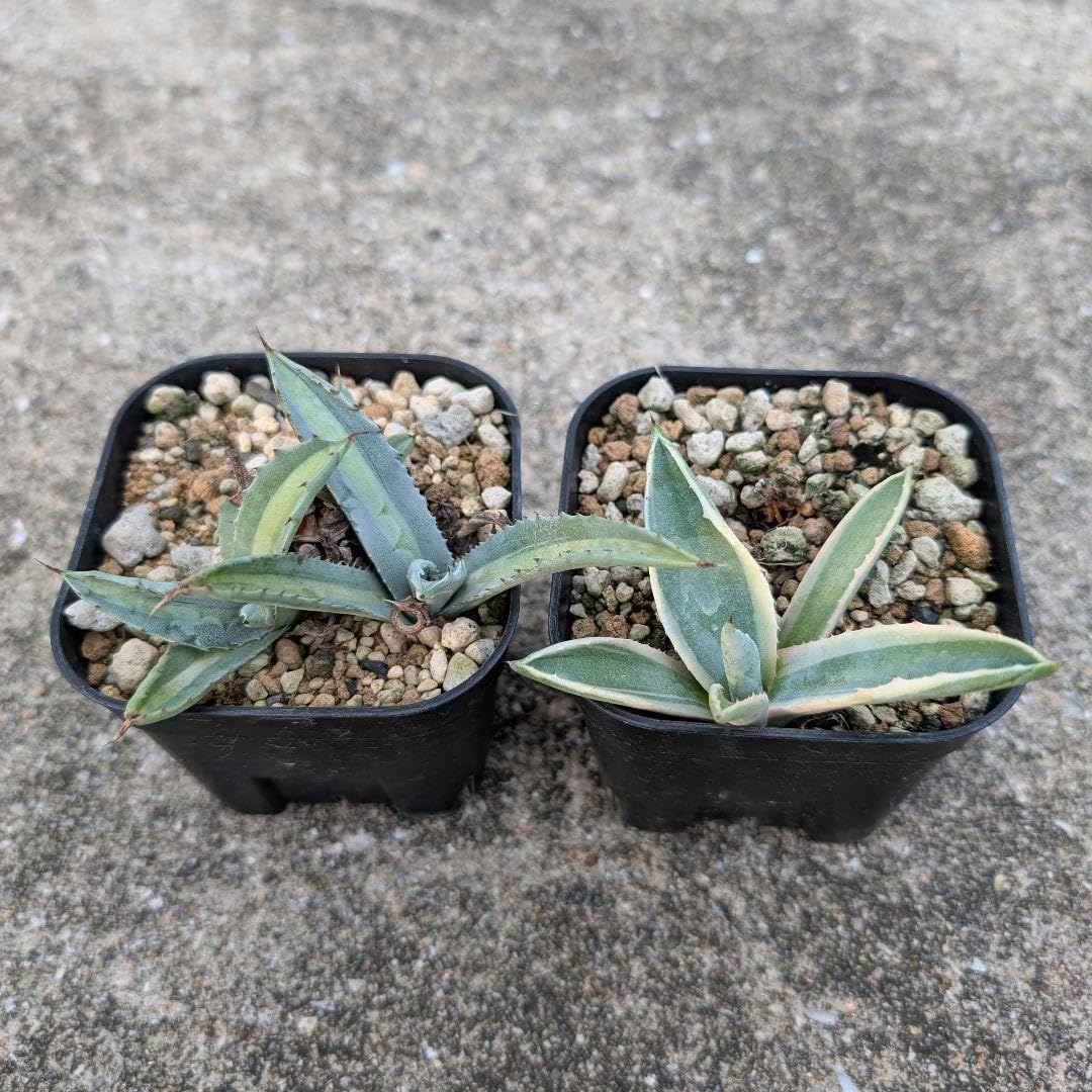 アガベ アメリカーナ エクスパンサ&times;3株 バリエガータ&times;1