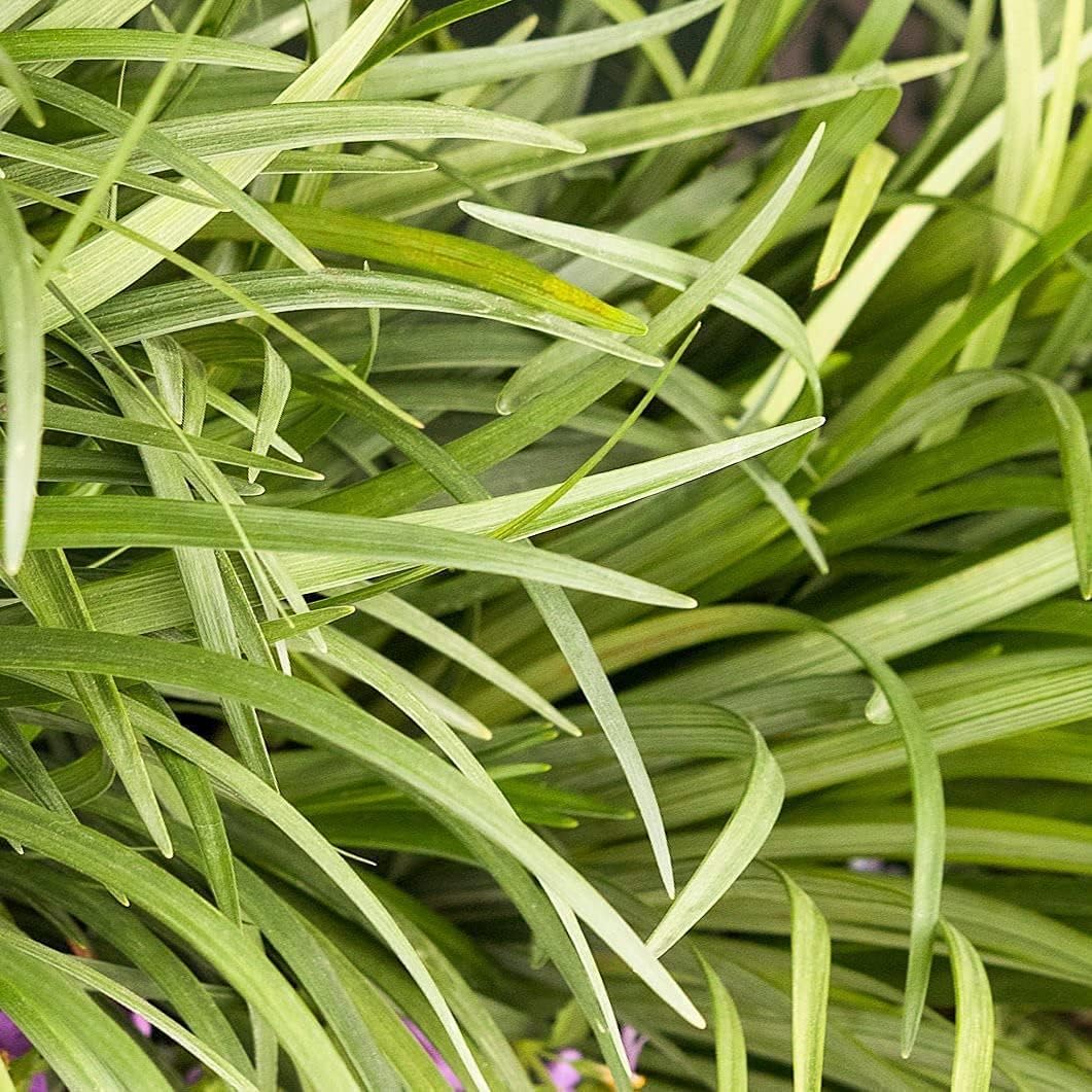 Liriope Emerald Goddess Muscari | 3 Large Trade Gallon Size Plants | Live Drought Tolerant Low Maintenance Evergreen Groundcover Grass
