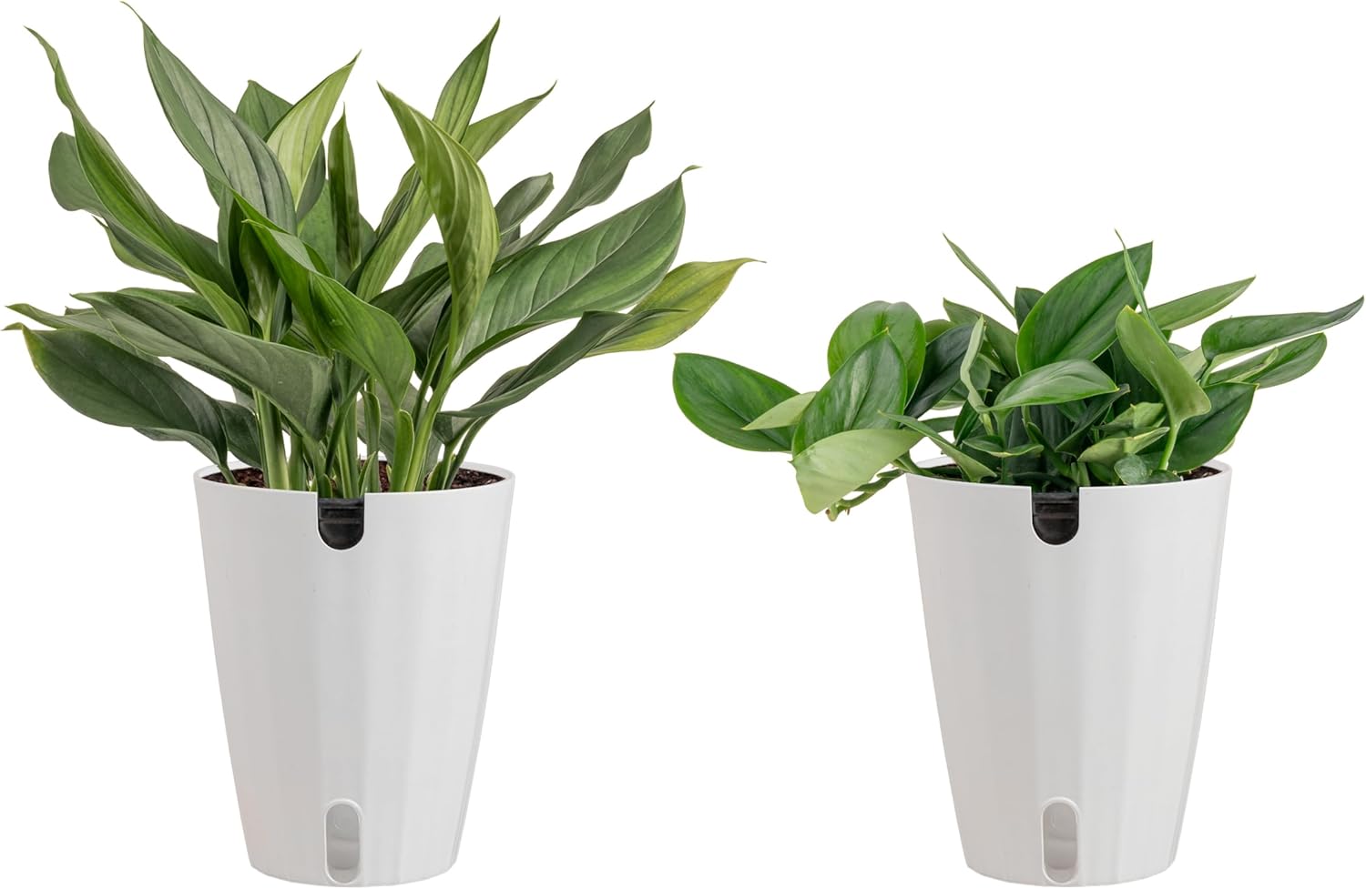 Costa Farms Scindapsus Live Plant in Self Watering Pot, Assorted Variety, Easy Care, Air Purifying Vining Indoor Houseplant, Perfect for Home, Room, or Office Décor, 9-12 Inches Tall, Pack of 2