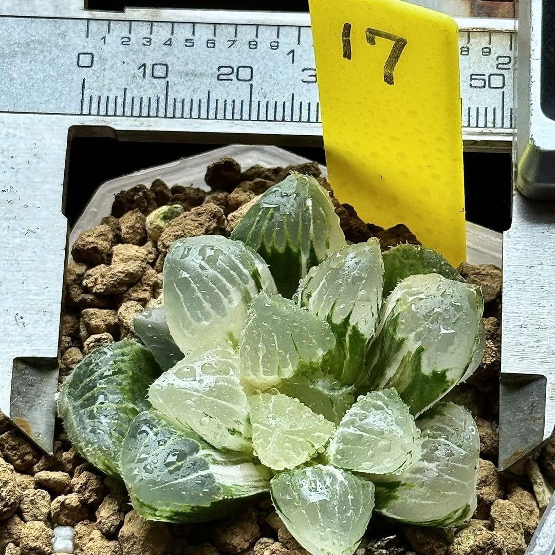 Amazon.co.jp: ハオルチア ハオルシア 多肉植物 観葉植物