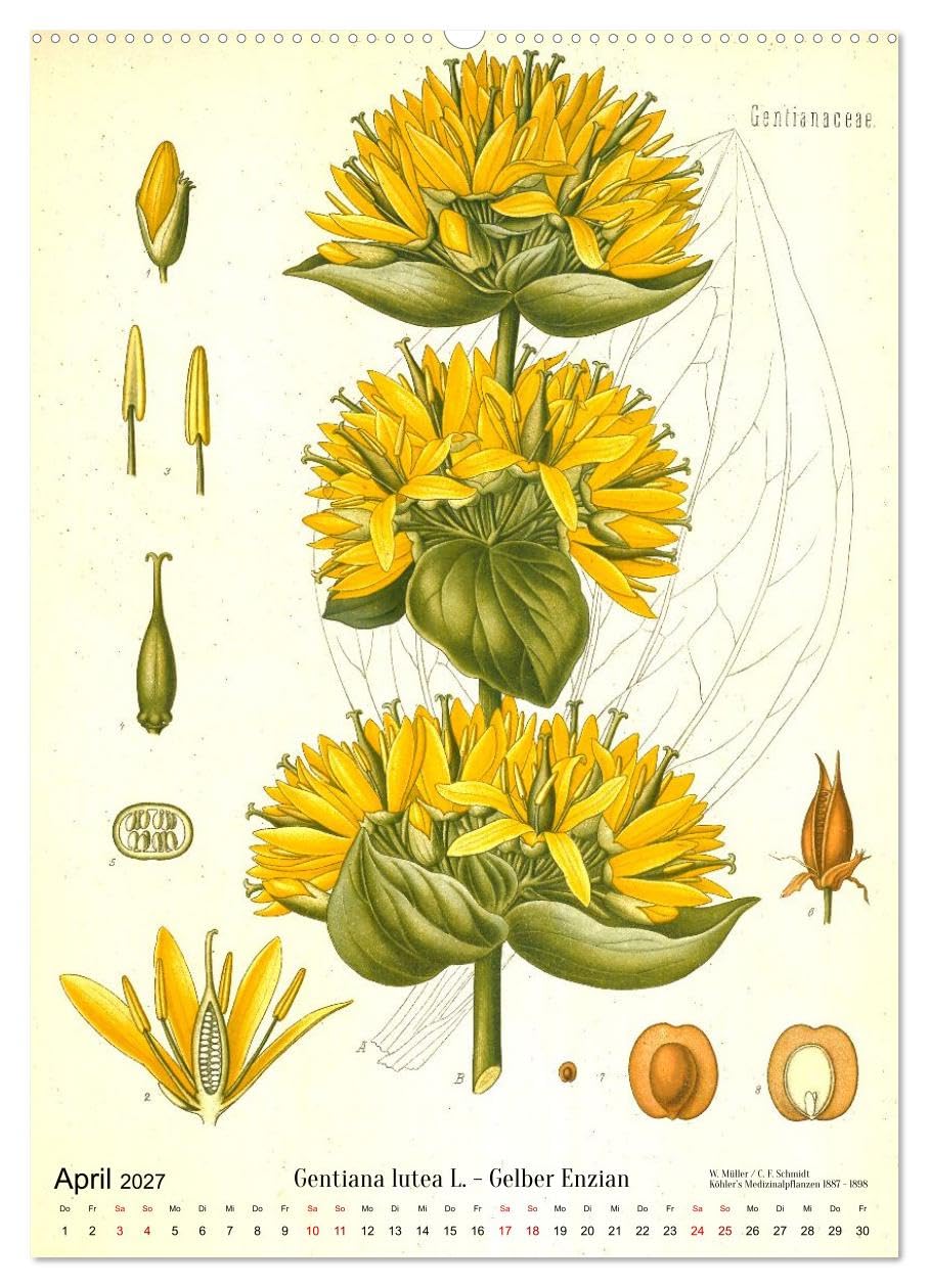 Historische Pflanzenportraits - Heilpflanzen Lithographien von W. Müller (hochwertiger Premium Wandkalender 2027 DIN A2 hoch), Kunstdruck in ... Detailtreue und Farbigkeit. (CALVENDO Natur)