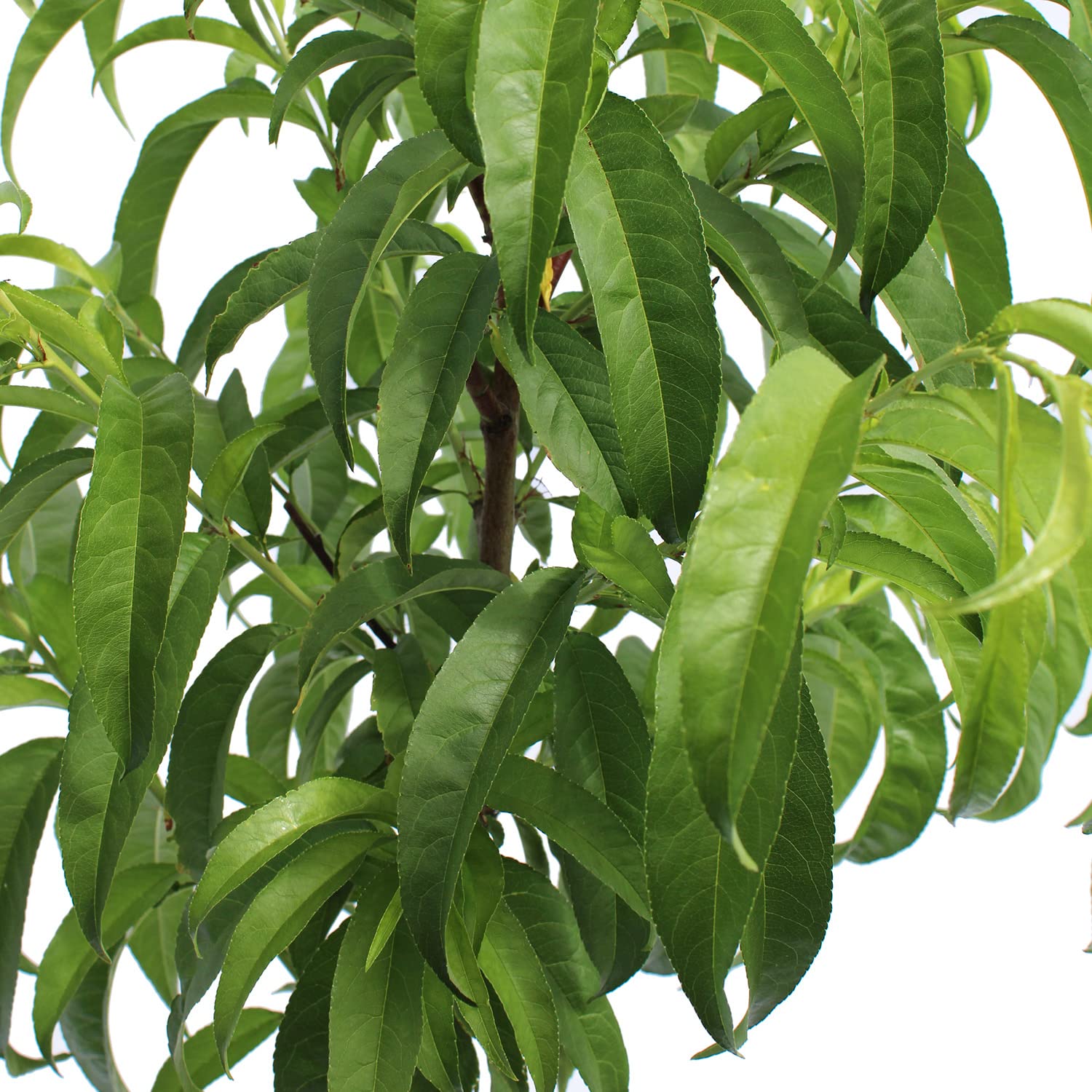 KENTIS - Pêcher Plate Blanche - Prunus Persica - Vraies Plantes d'Extérieur - Arbre Fruitier de Jardin d'Ornement - Pot de Culture Ø 24 cm