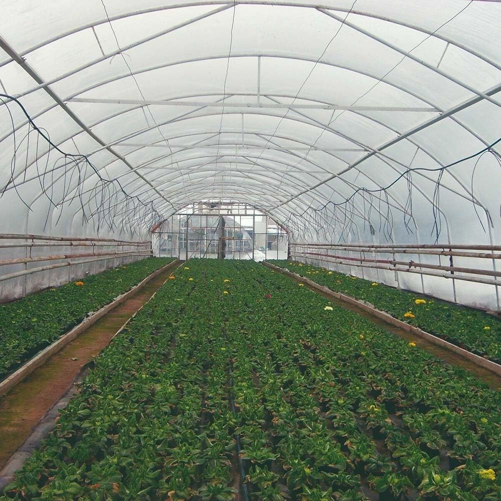 Polythène transparent pour bâche en plastique, 004 mm d'épaisseur, 2 m x 6 m ou 2 m x 10 m, toit de serre, châssis froid et jardin pour protection 2 x 6 m