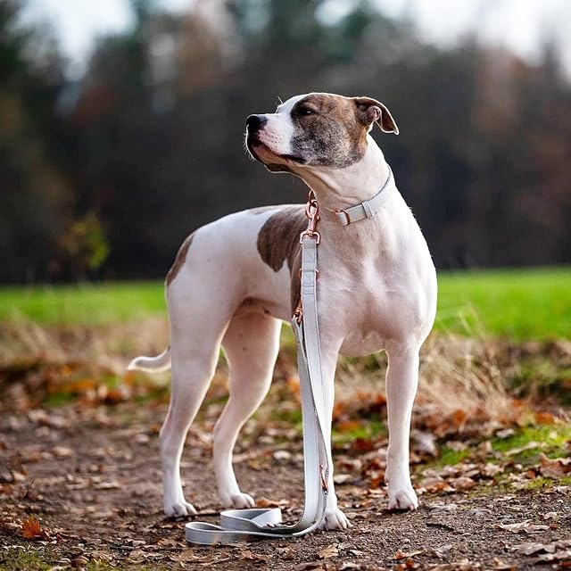 Foto 7 de 7 de Collar de Perro y Correa de Cuero Suave