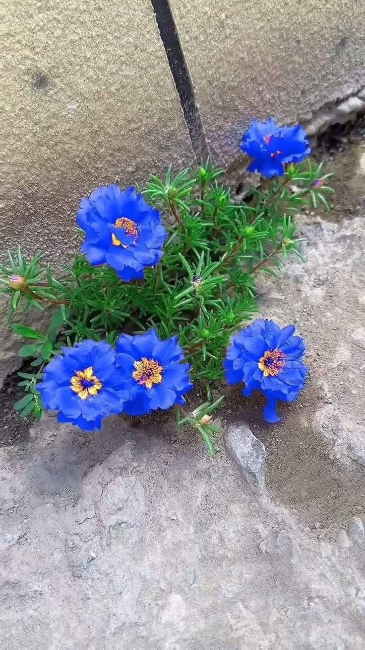 Blue Hibiscus Plant - Sky Blue Flowers FREE SHIPPING -4 Blue Hibiscus Plant - Sky Blue Flowers FREE SHIPPING -4