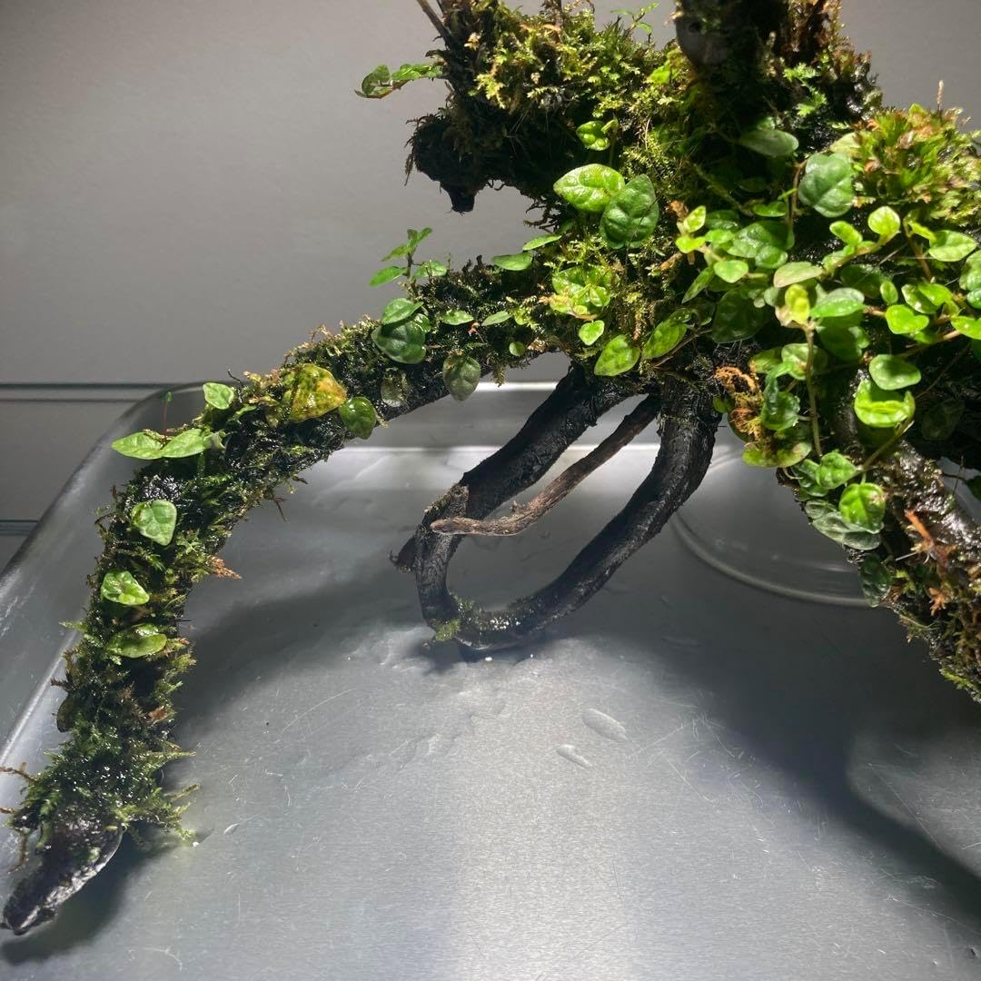 Blechnum obtusatum. ブレクナムオブツサタムシダホーンウッド