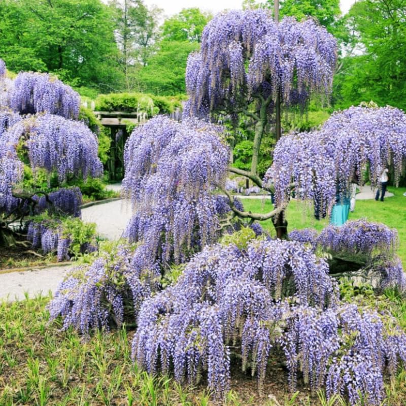 Amazon.com : Blue Wisteria Tree for Growing Outdoors, 8-12" Tall, 2.5 Inch  Pot, Wisteria Tree Live Plants, Perennial Wisteria Vine Live Plants :  Patio, Lawn & Garden
