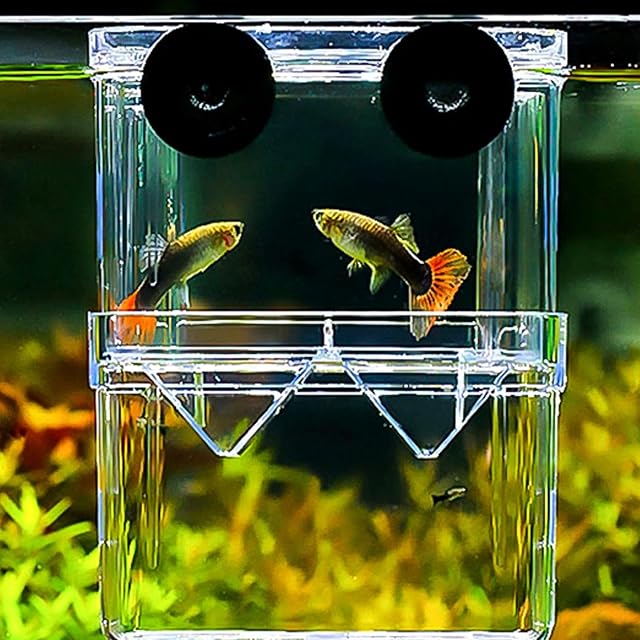 Foto 2 de 8 de itrimaka criadero Peces - cría Peces Acuario