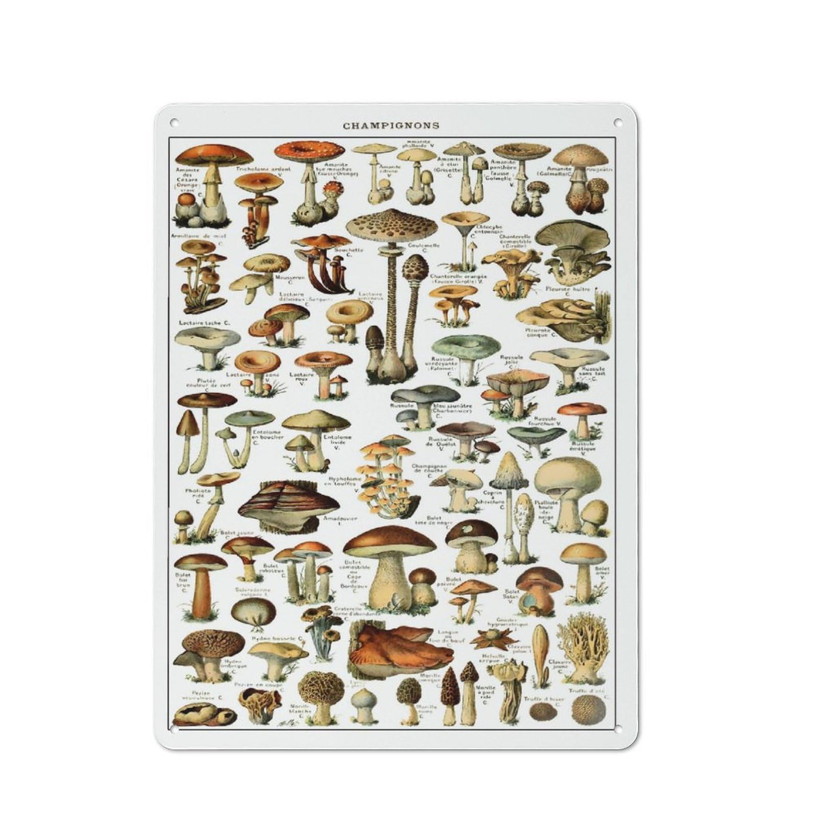 Tin Wall Sign with Vinatge Mushrooms Design 40x30cm, Cosy Cafe Wall Decor for Kitchen, Cafe, Pantry Or Dining Room