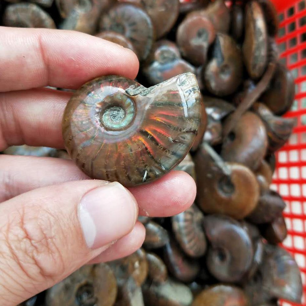 AITELEI Lucky Fortune Espiral Ammolita Natural Amonita Fósil Pure Natural Artesanía Piezas de Caracola, Piedra Fósil Jugada en Palmas