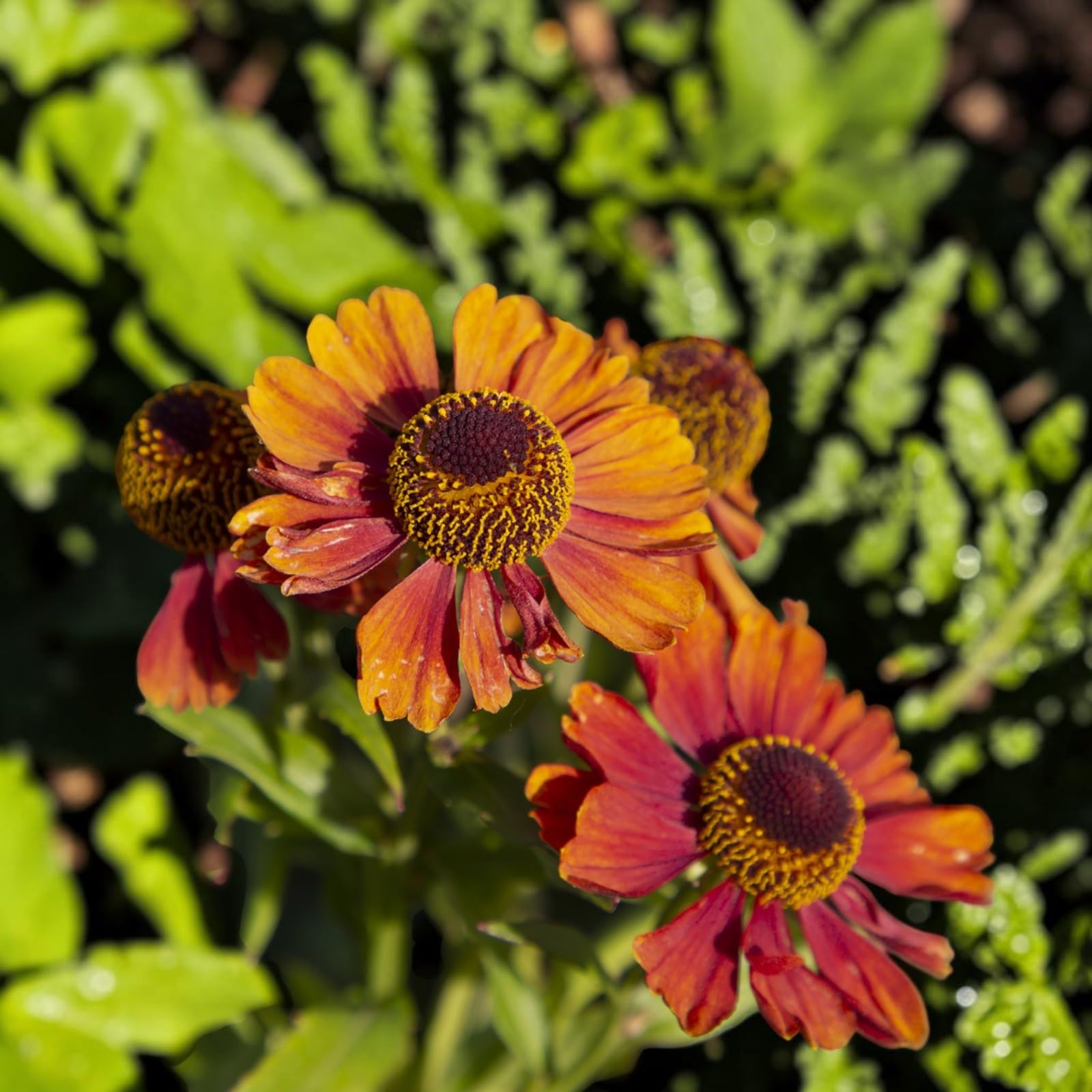 Carbeth Plants Helenium Strawberry Sundae in 3L Pot x1