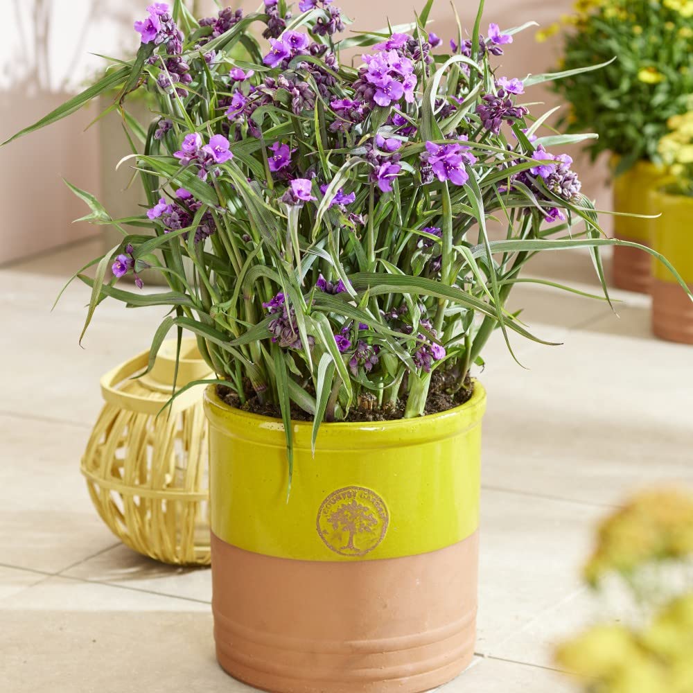 Hardy Perennial Tradescantia Brain Storm Low Maintenance Evergreen Cottage Exotic Gardens 1 x 9cm Potted Plants by Thompson and Morgan (1)