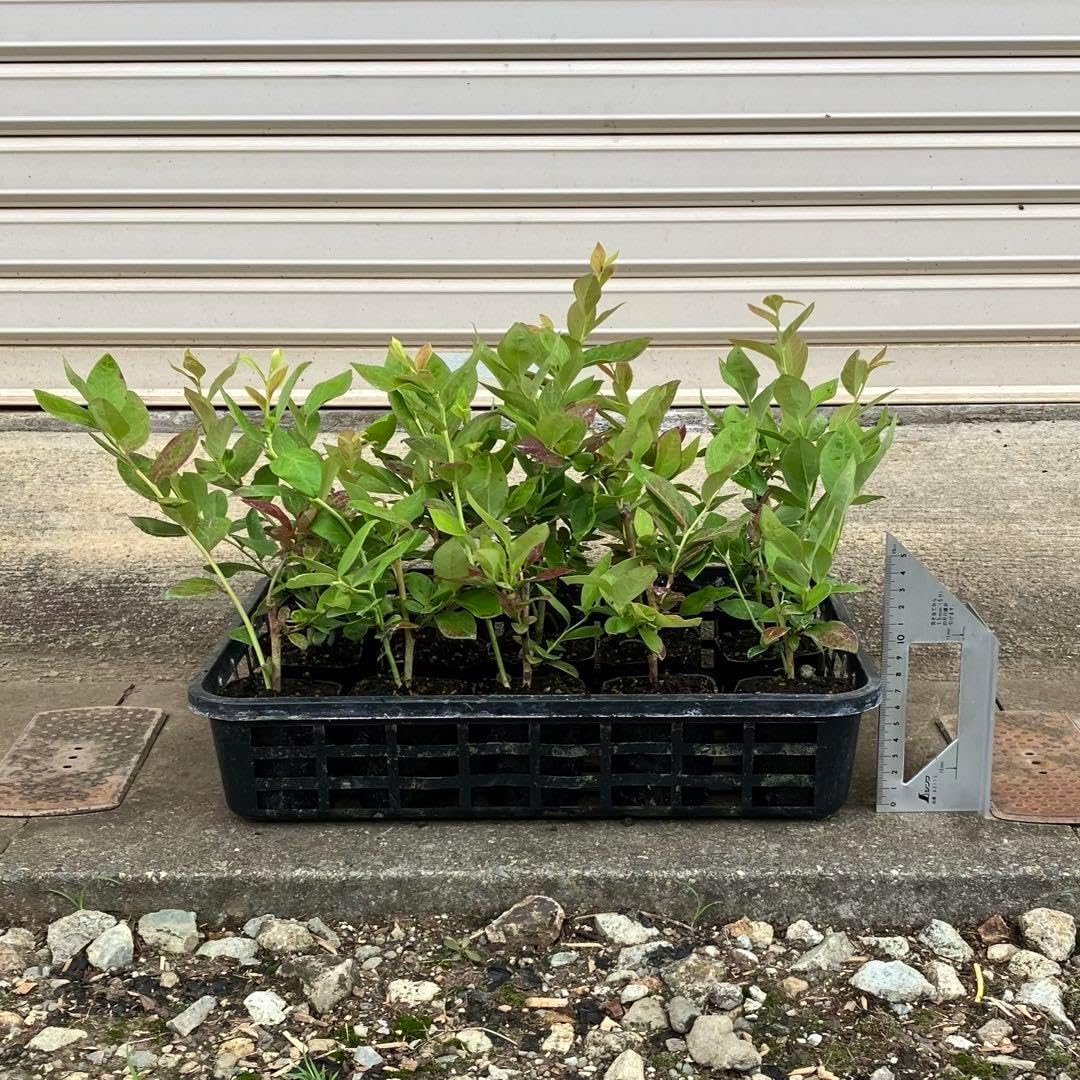 専用出品 ブルーベリー苗 Rパウダーブルー15本、ピンクレモネード15本