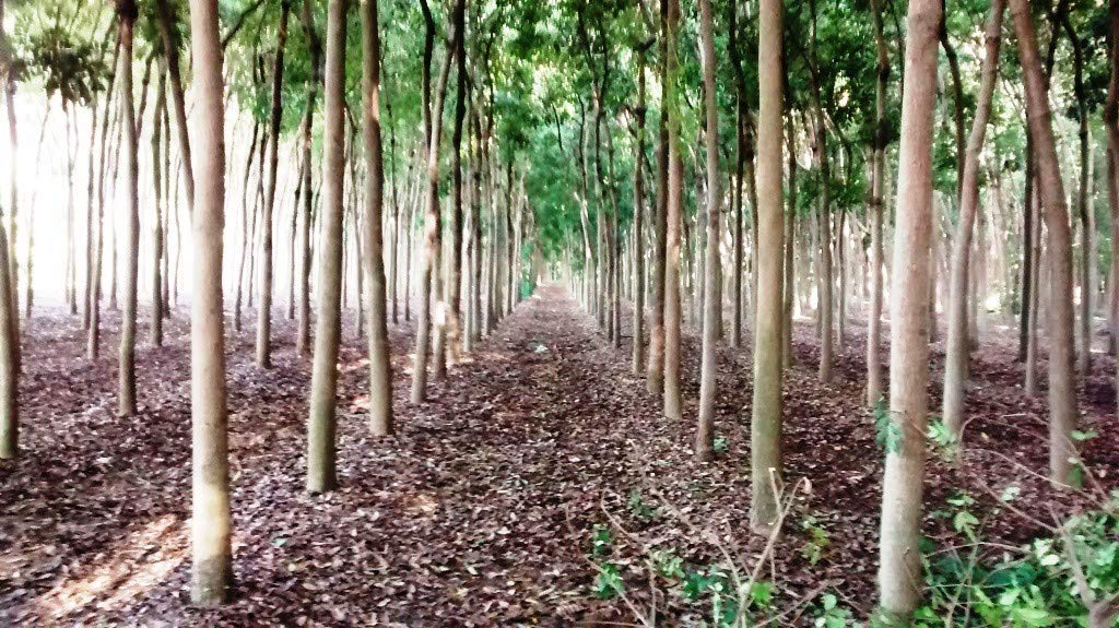 Creative Farmer Swietenia Mahogany,Sky Fruit,Kadva Badam,Sugar Badam Tree Seeds For Planting (1 Healthy Live Plant In Polybag) -Easy To Grow/Less Care Tree (PLANT-189-MAHAGANI7) (B08T5YVVCZ) Amazon Price History, Amazon Price Tracker